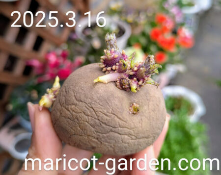 芽が出たじゃがいも