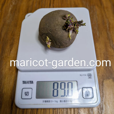 種芋