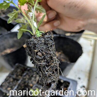 ミニトマトの植え替え