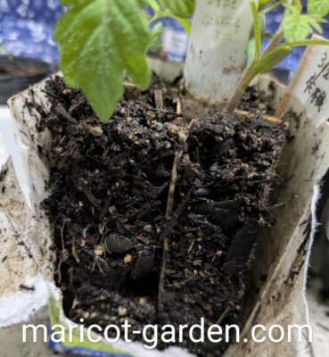 ミニトマトの植え替え
