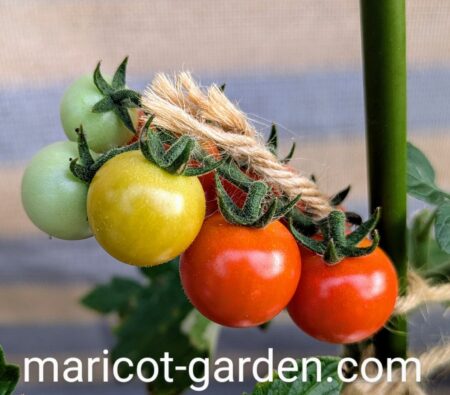 種から育てたミニトマト