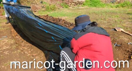 菌ちゃん農法　マルチで覆う