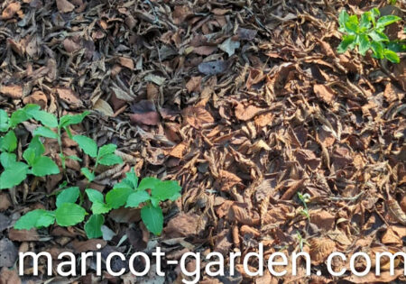 菌ちゃん農法　落ち葉