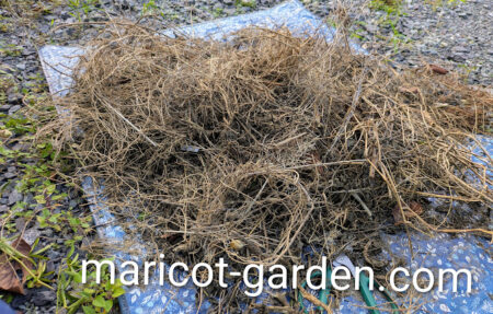 菌ちゃん（糸状菌）のエサ集め