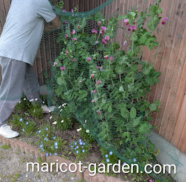 防鳥ネットを張る様子