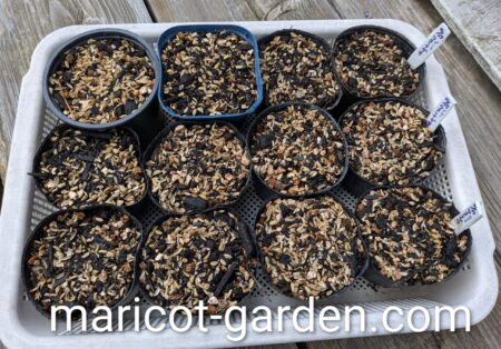 ワスレナグサの種まき