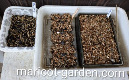 ビオラの種まき