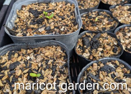 キンセンカの発芽