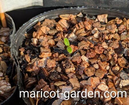 ネモフィラの種まき