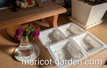 ビオラの種まき