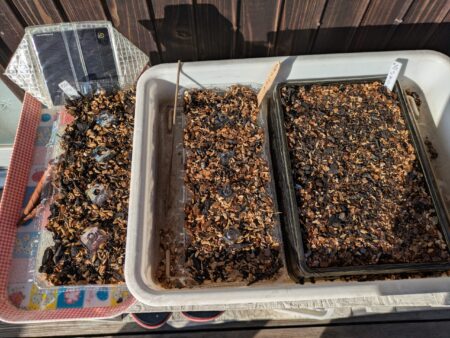 ビオラの種まき