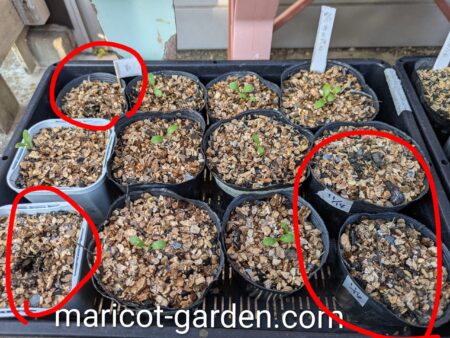 発芽したネモフィラ