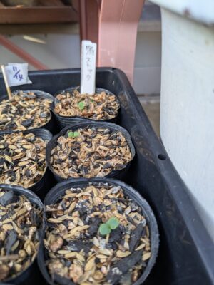 ストックの種まき