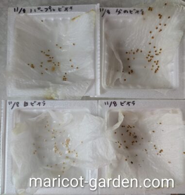 ビオラの種まき