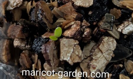 アリッサムの発芽