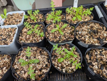 ネモフィラの苗