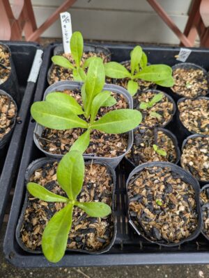 キンセンカの種まき