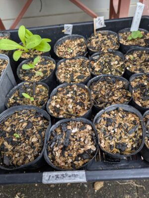 ノースポールの種まき