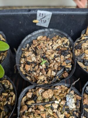 ノースポールの発芽