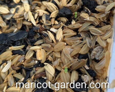 キンギョソウの発芽