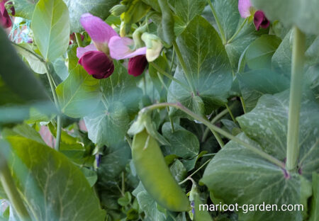 さやえんどうの育て方