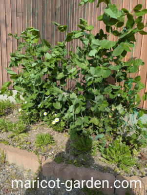 ネットに誘引させた大さやえんどう