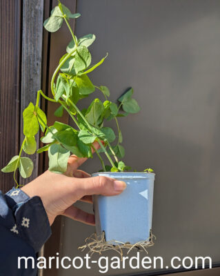 成長した大さやえんどう