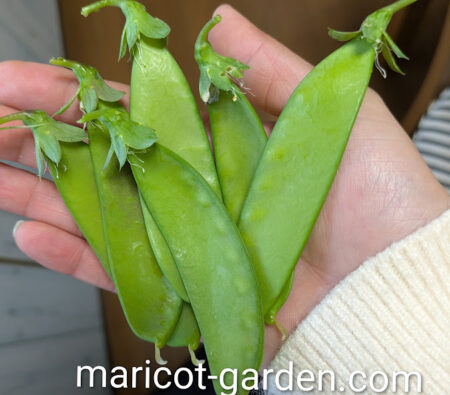 栄養豊富なさやえんどう