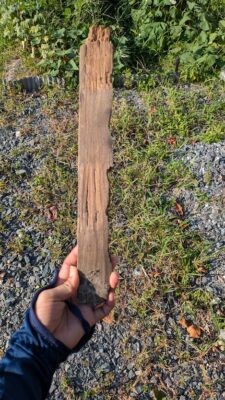 菌ちゃんのエサになりそうなボロボロの木