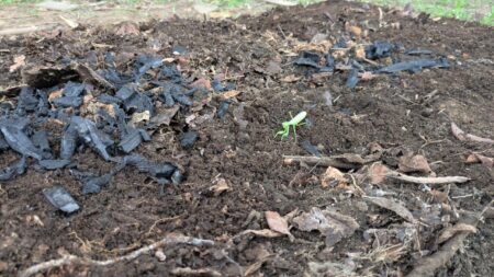 菌ちゃん農法　高畝の上にカマキリ