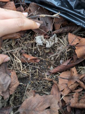 不織布プランターで菌ちゃん農法　2ヶ月経過