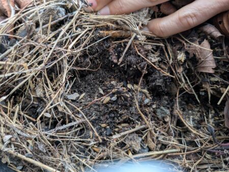 不織布プランターで菌ちゃん農法　2ヶ月経過