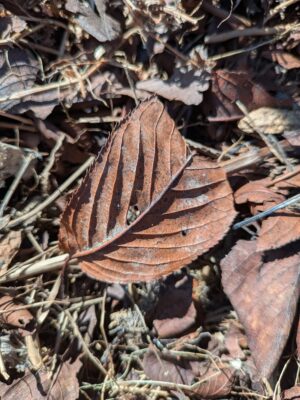 プランターで菌ちゃん農法　土づくり途中経過