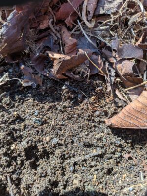 菌ちゃん農法 糸状菌がつているかチェック