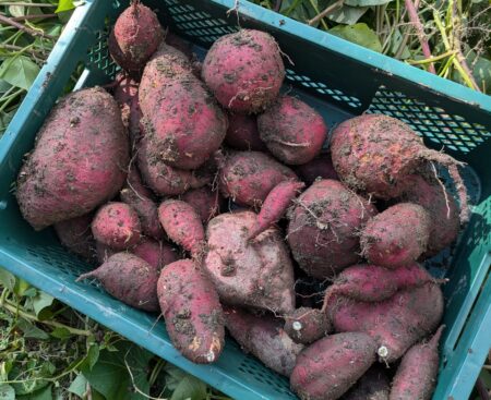 収穫したさつまいも