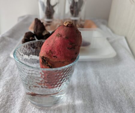 小さなさつまいもを種芋として育ててみた