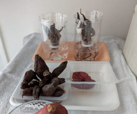 育たなかった小さすぎるさつまいも