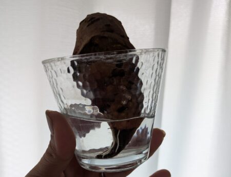 種芋から根っこ生えてきた