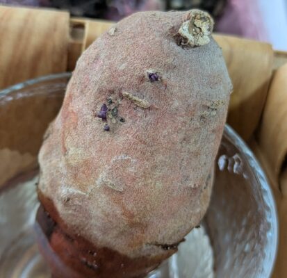 芽が出始めた種芋