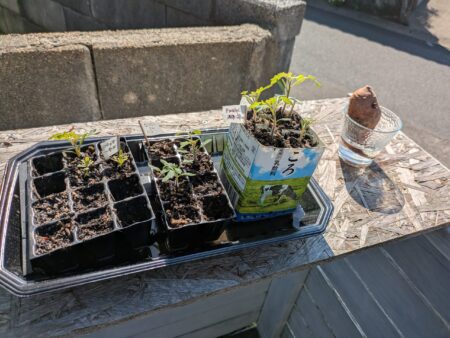 トマトと共に日向ぼっこするさつまいもの種芋