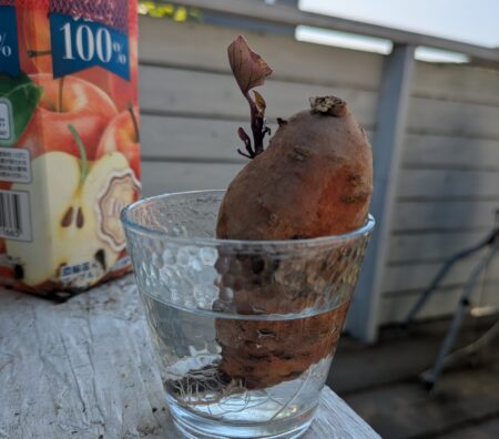 葉っぱが出てきた種芋