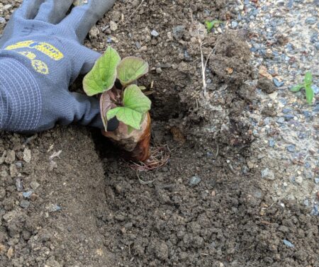 種芋の植え付け