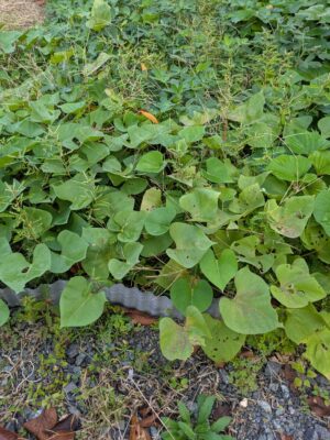 さつまいもの葉っぱ