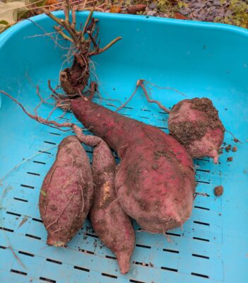 種芋から収穫したさつまいも