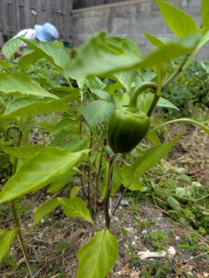 コンポスト堆肥から発芽したピーマン