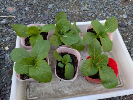 種から育てた白菜