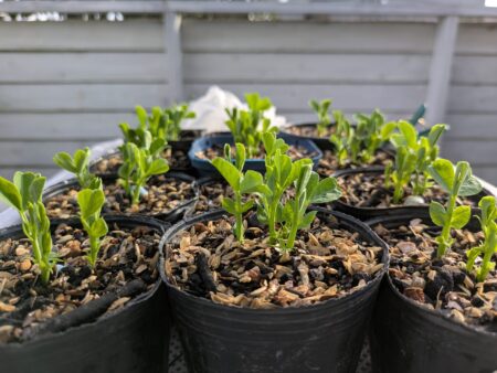 種から育てたグリーンピースの発芽の様子