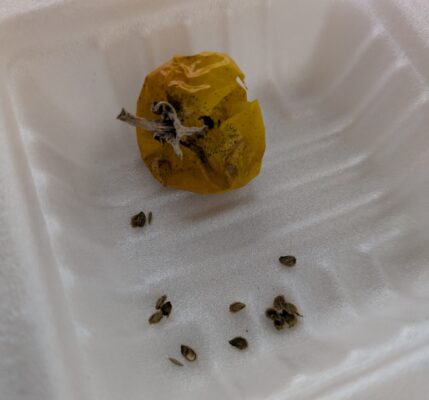 自家採種した中玉トマトの種