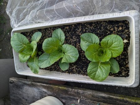 種から育てた白菜