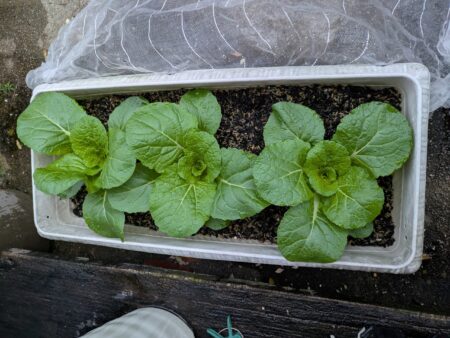 白菜　プランター栽培